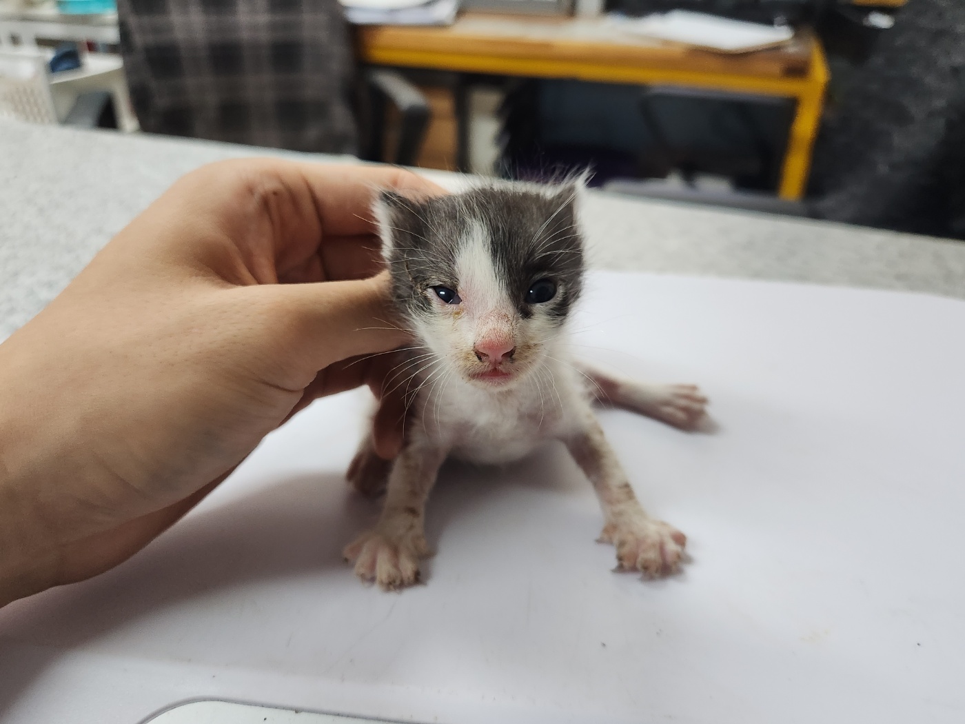 광주 동물보호소_429361202300279